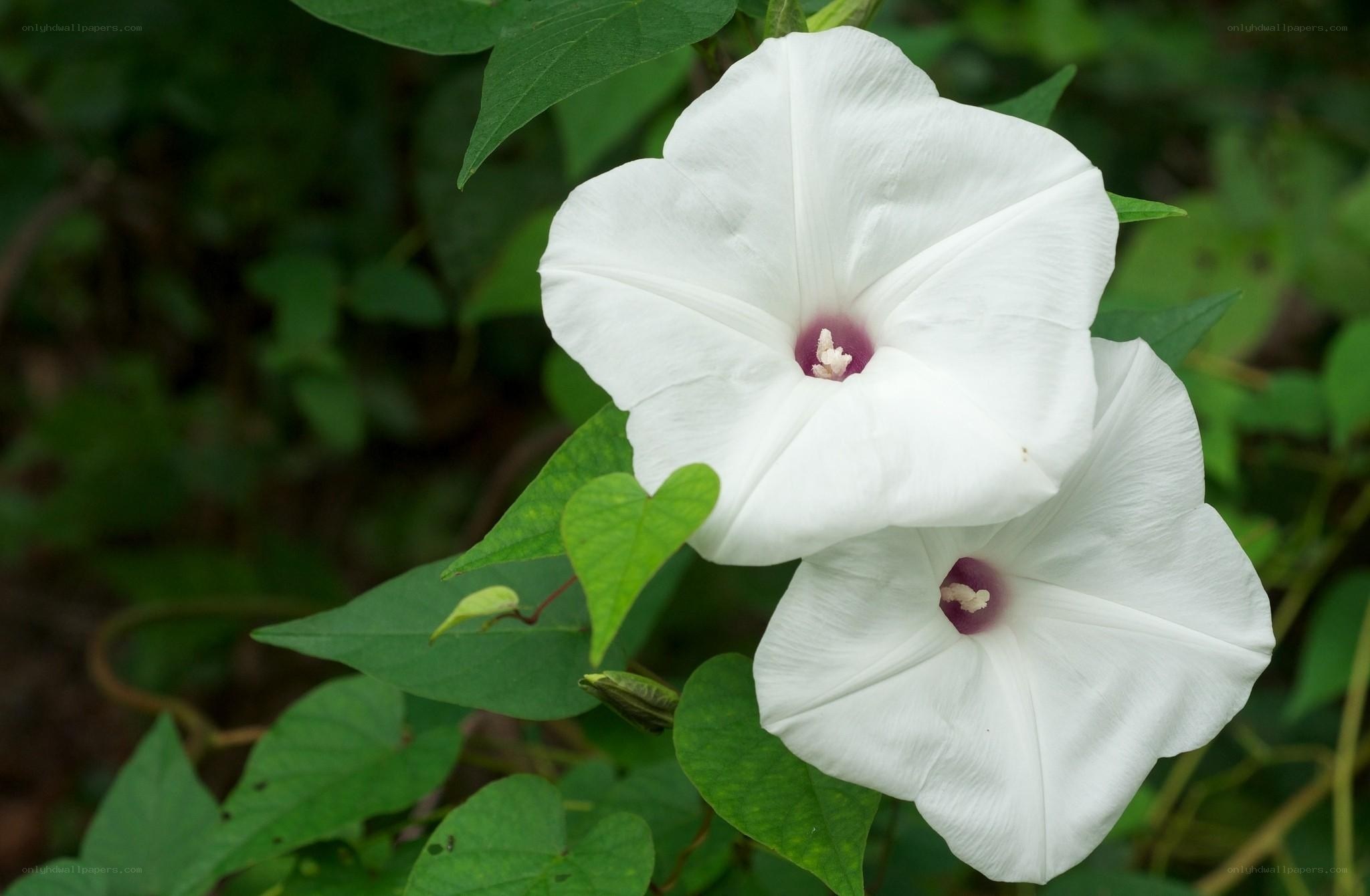 White morning glory flowers