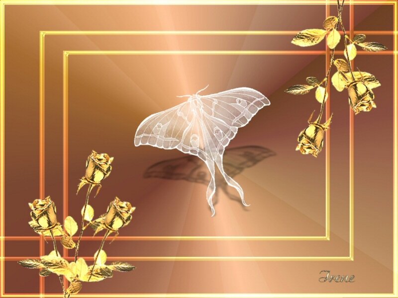 White Moth and Golden Roses