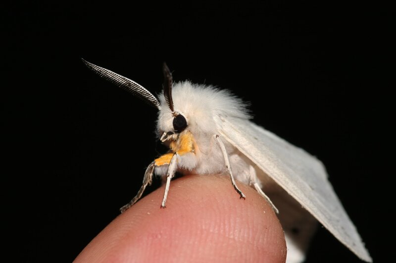 White Moth on Finger