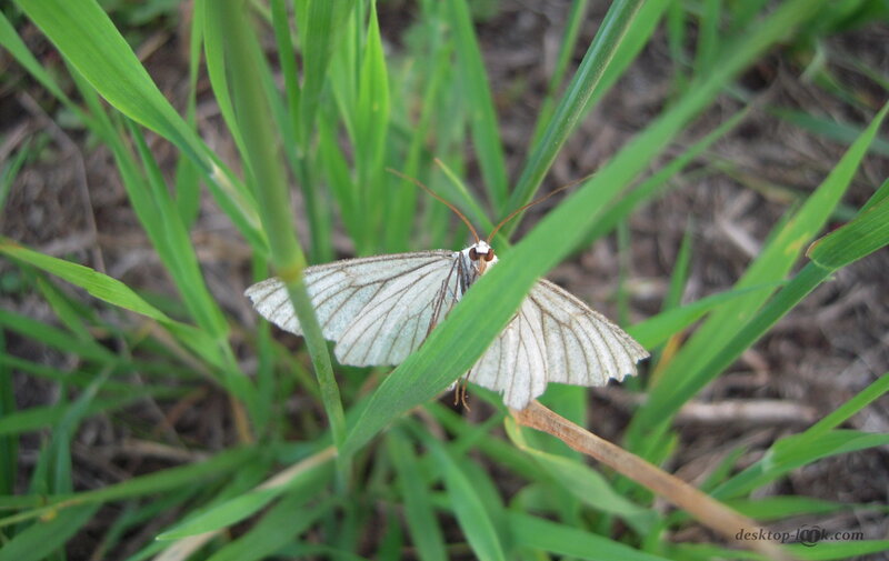 White Moth on Grass