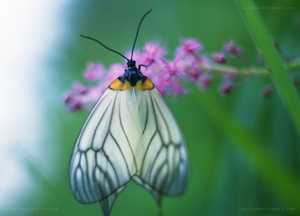 White moth on pink flower