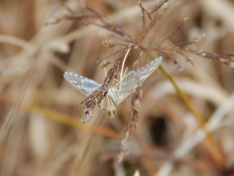 White Moth on Plant