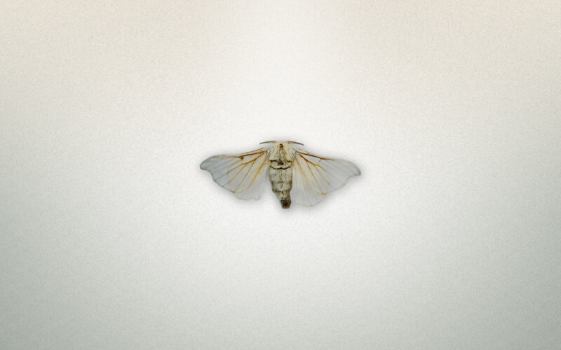 white moth on white surface