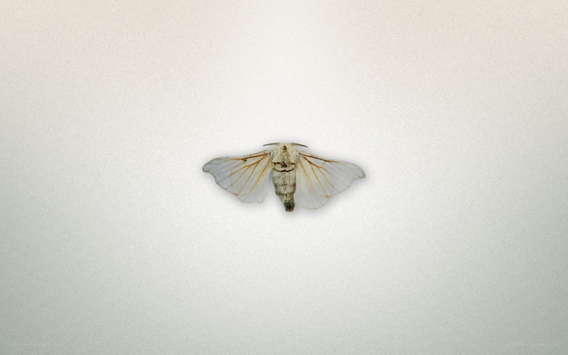 white moth on white surface