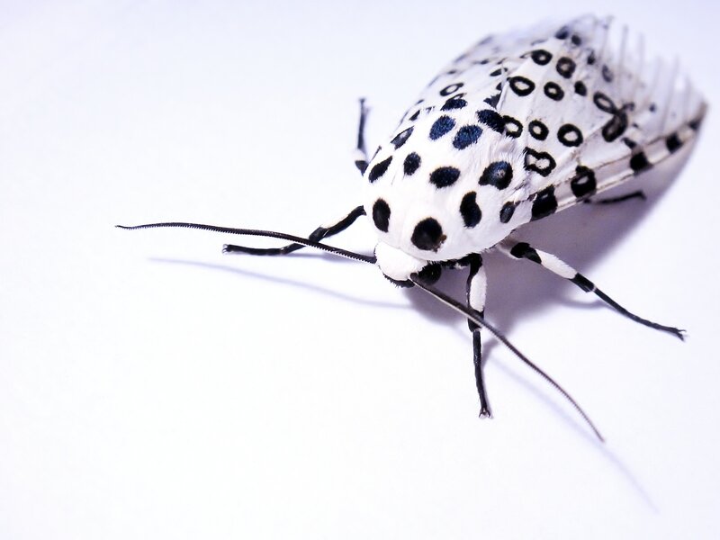 white moth with black spots