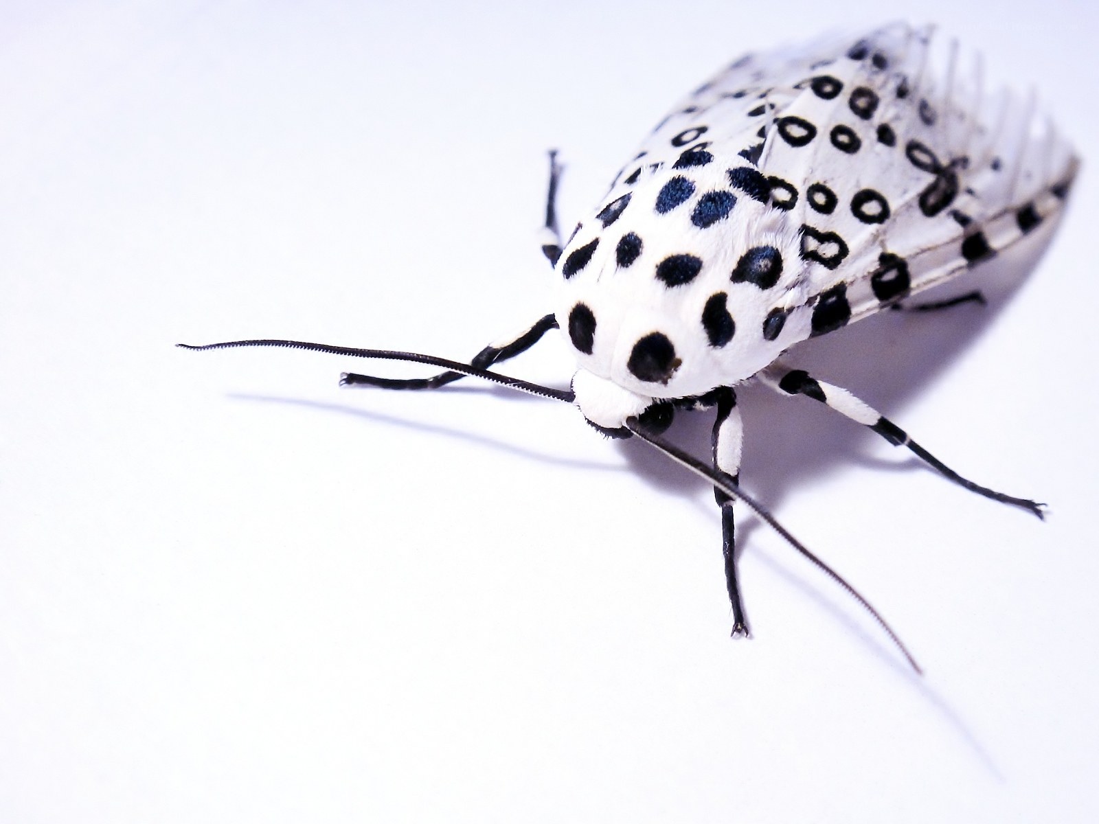 white moth with black spots