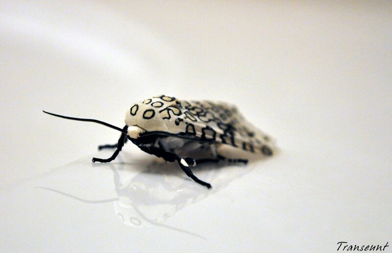 white moth with black spots