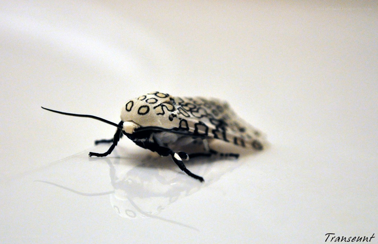 white moth with black spots