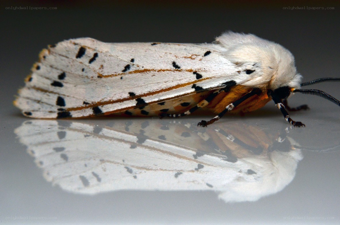 white moth with black spots