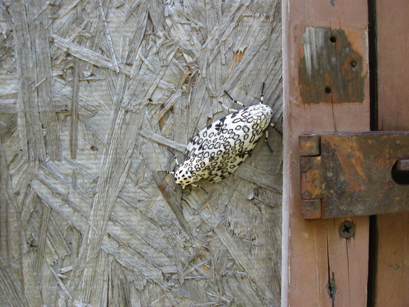 White Moth with Black Spots — Brown