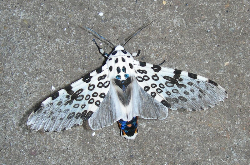 White Moth with Black Spots — Neutral