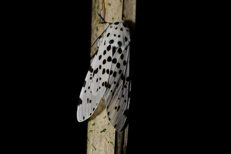 White moth with black spots