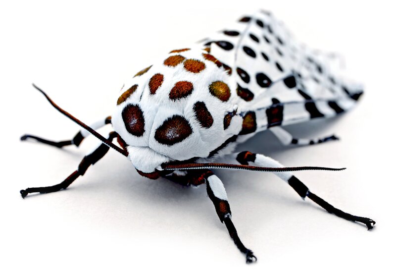 white moth with brown spots