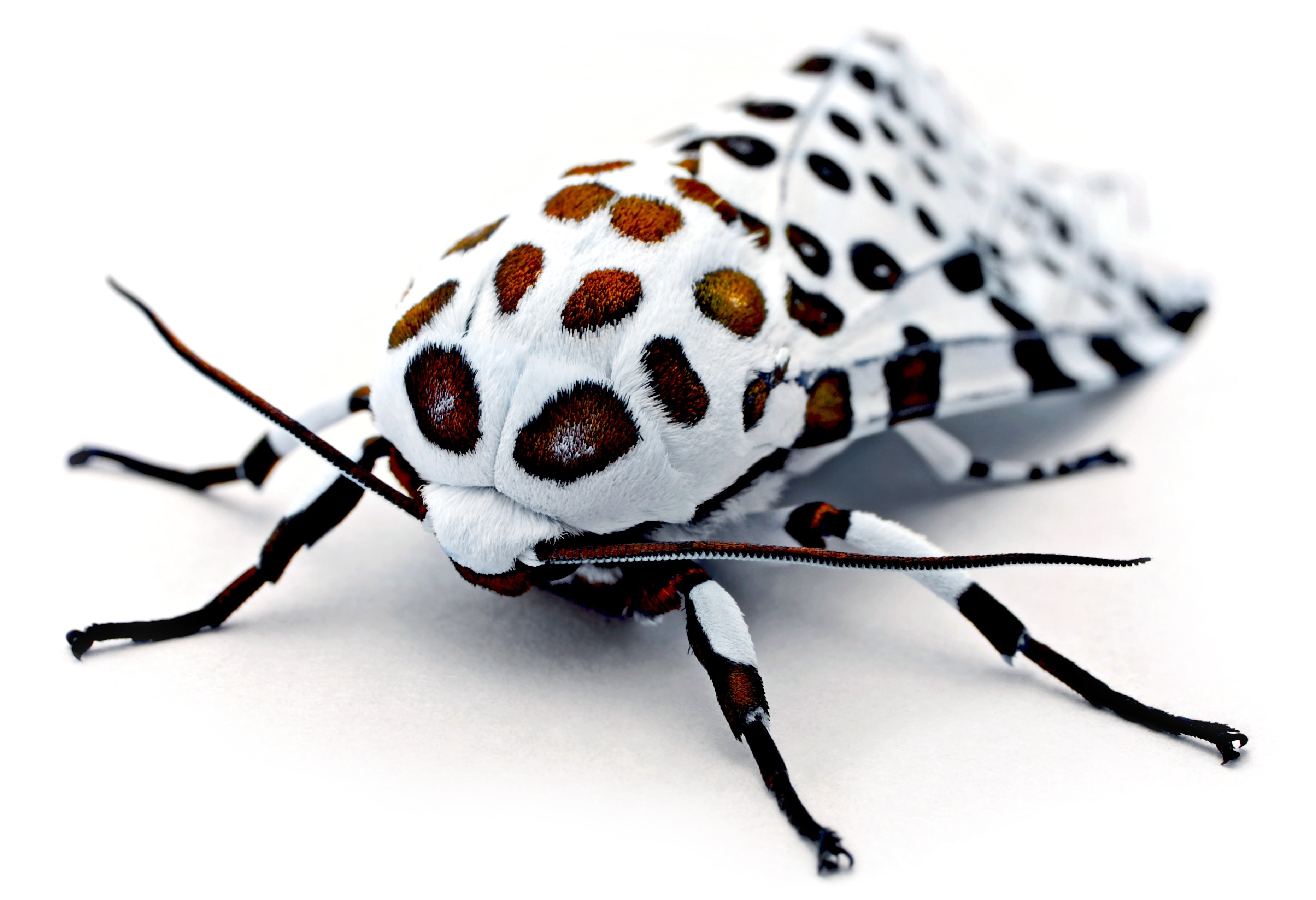 white moth with brown spots