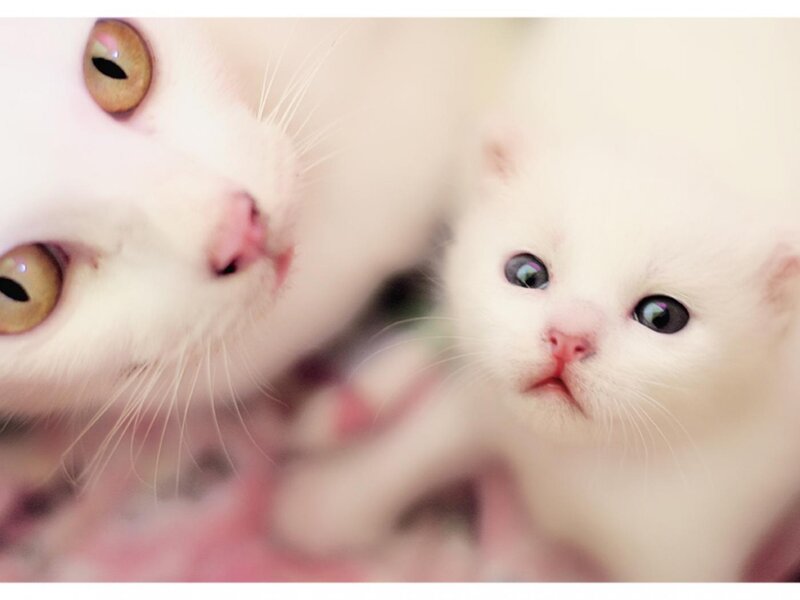 White Mother Cat and Kitten