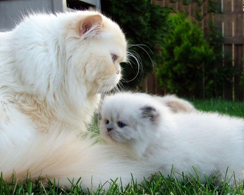 White Mother Cat with Kitten