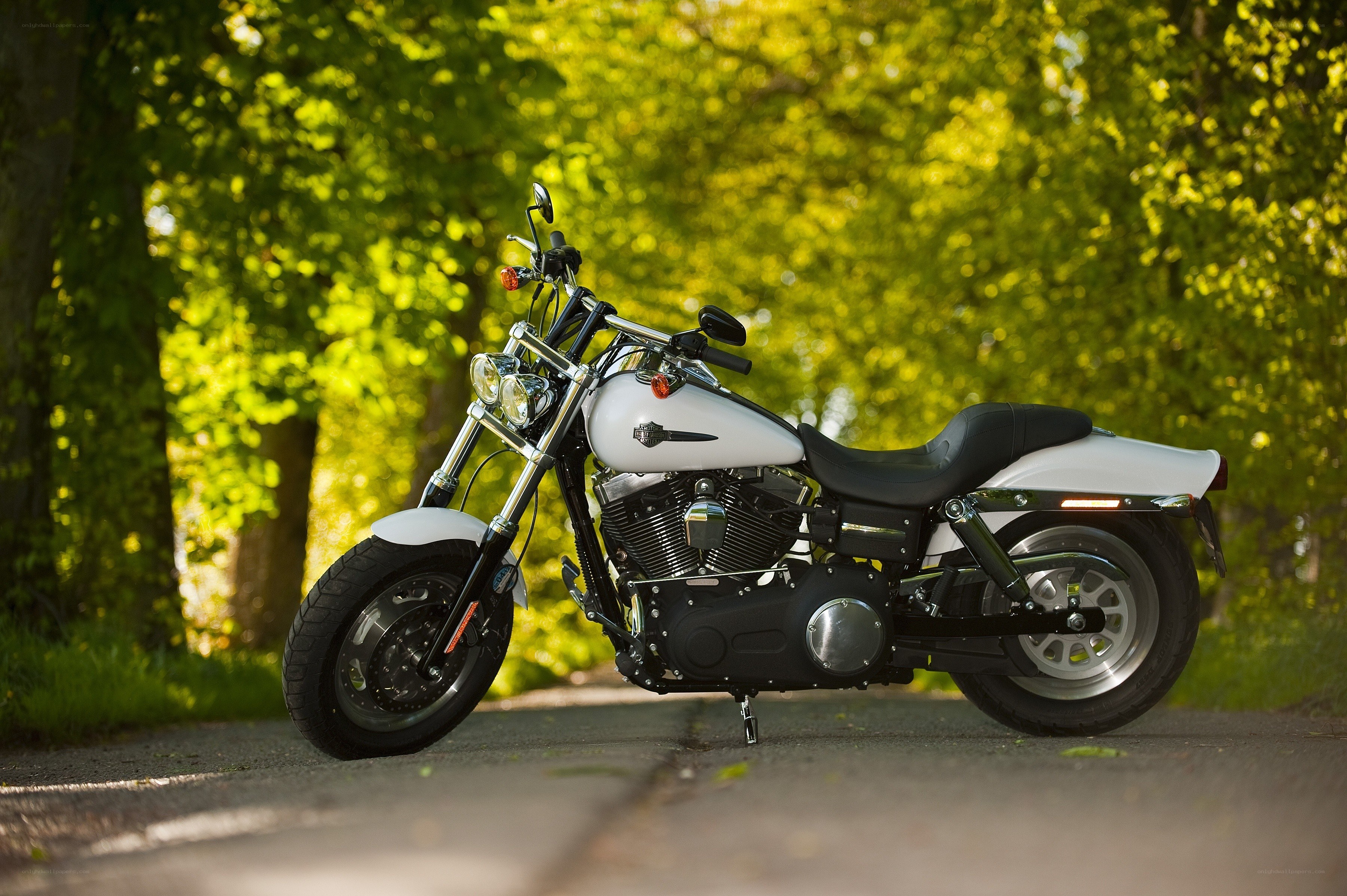 White motorcycle on a tree-lined road