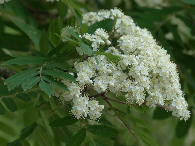 White Mountain-ash Flowers