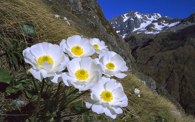 White Mountain Flowers — Serene