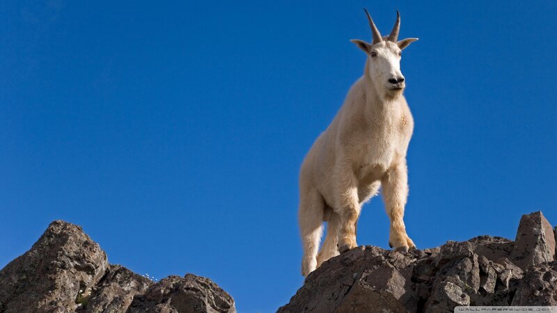 White Mountain Goat — Blue, Dramatic