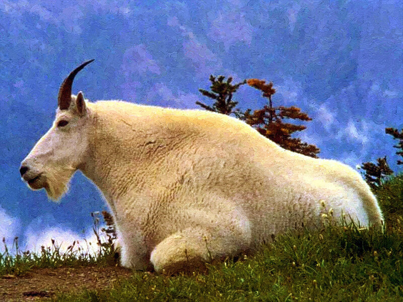 White Mountain Goat — Blue, Serene, Painting