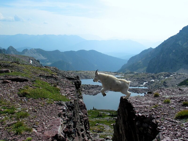 White Mountain Goat — Blue, Serene
