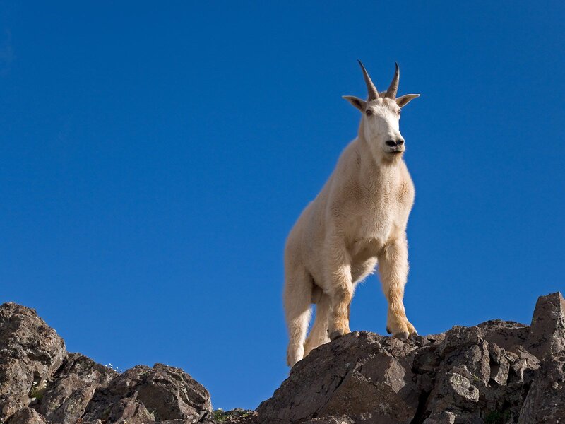 White Mountain Goat — Blue
