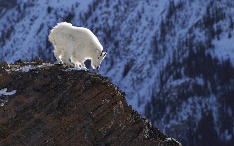 White Mountain Goat — Dramatic, Winter, Photograph, Rock