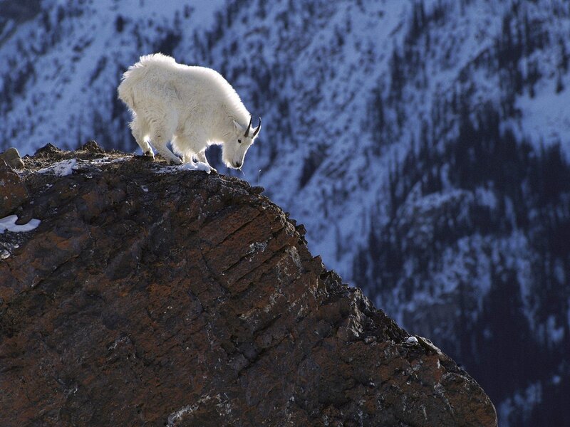 White Mountain Goat — Dramatic, Winter, Photograph, Snow, Rock, Brown