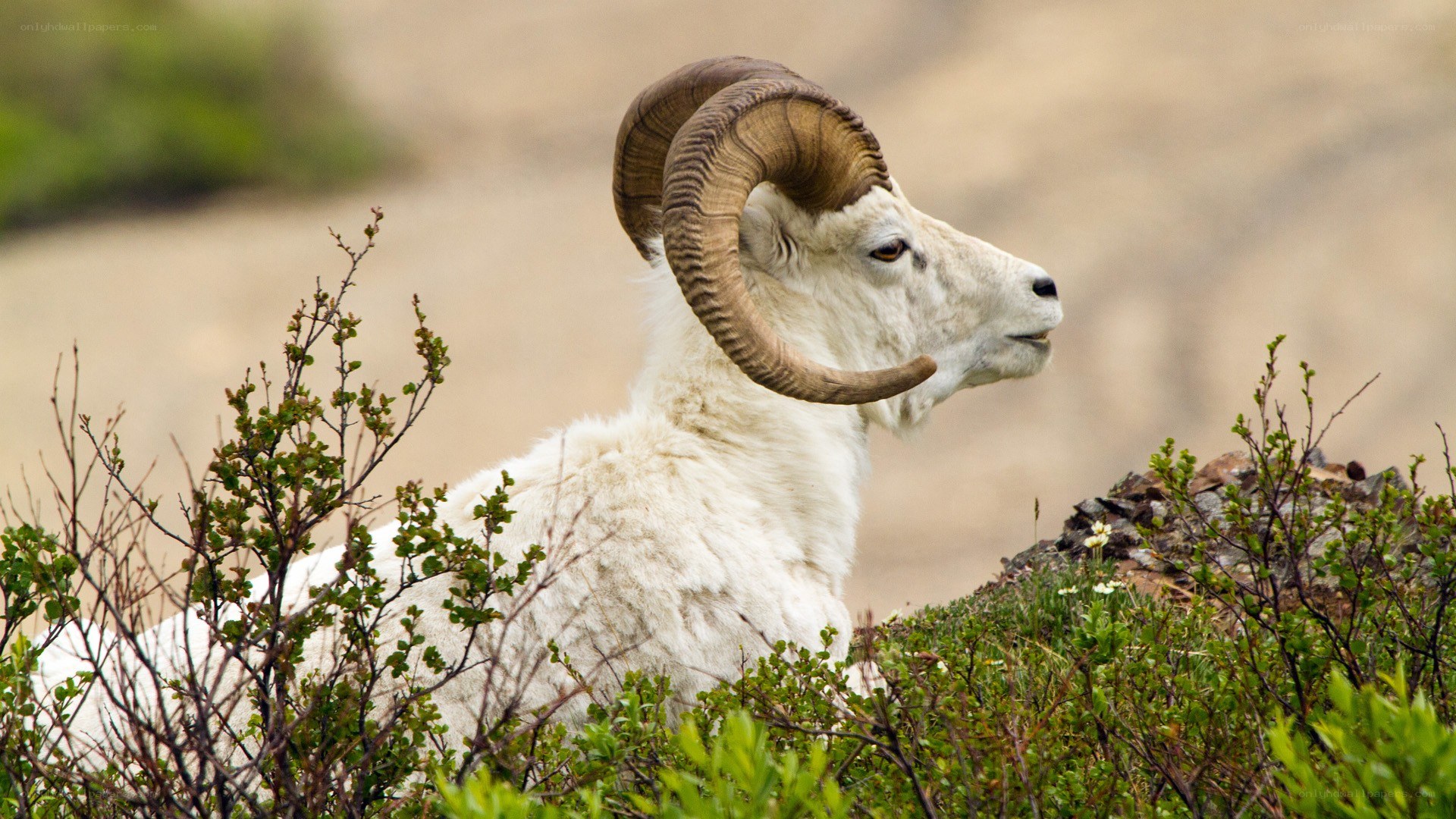 White mountain goat in the wild