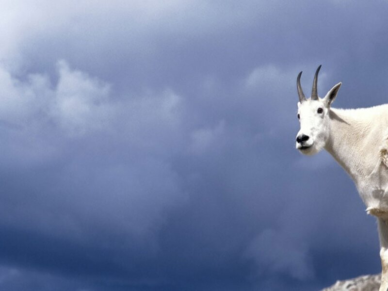 White mountain goat on a cliff