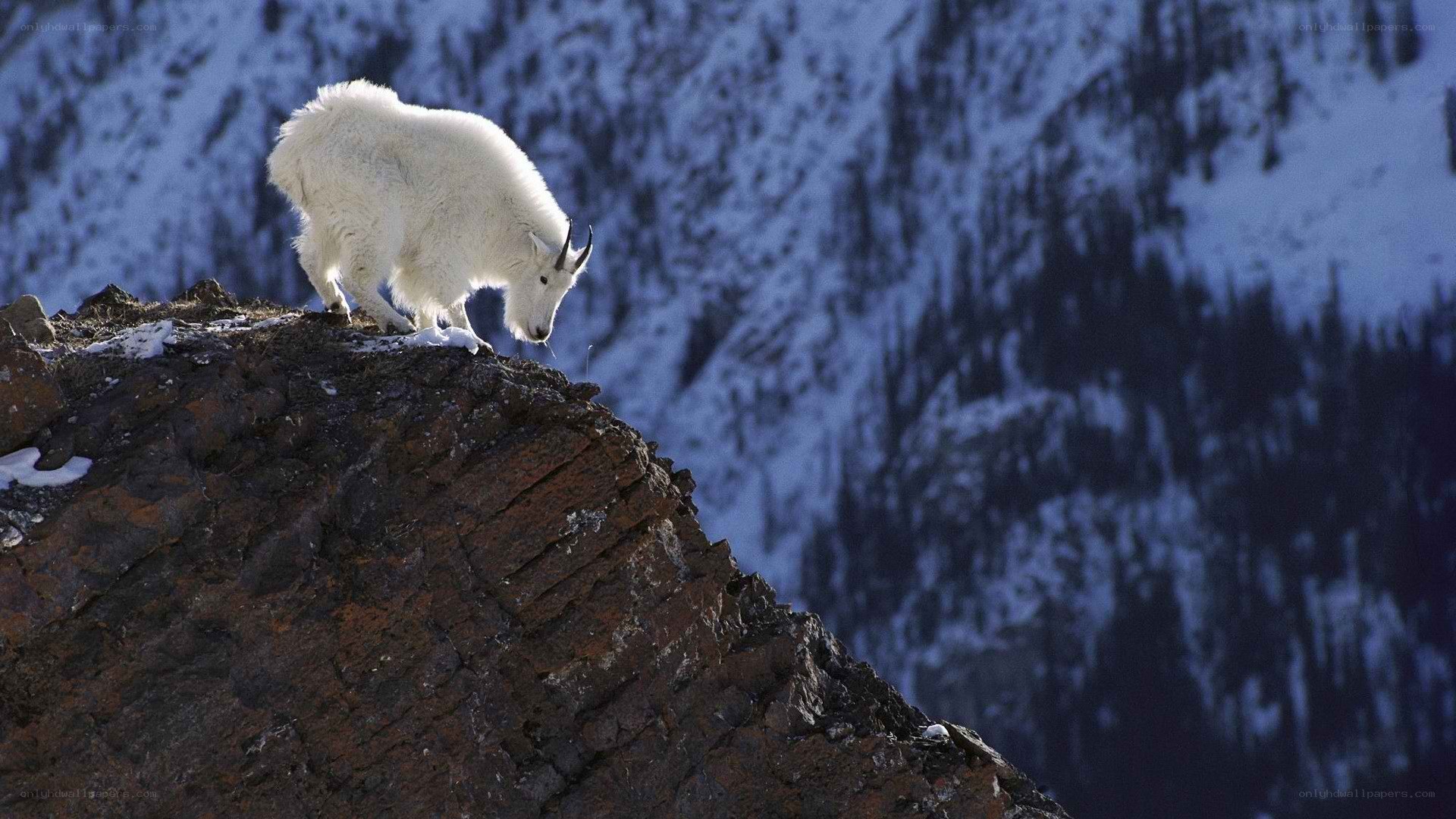 White mountain goat on a cliff