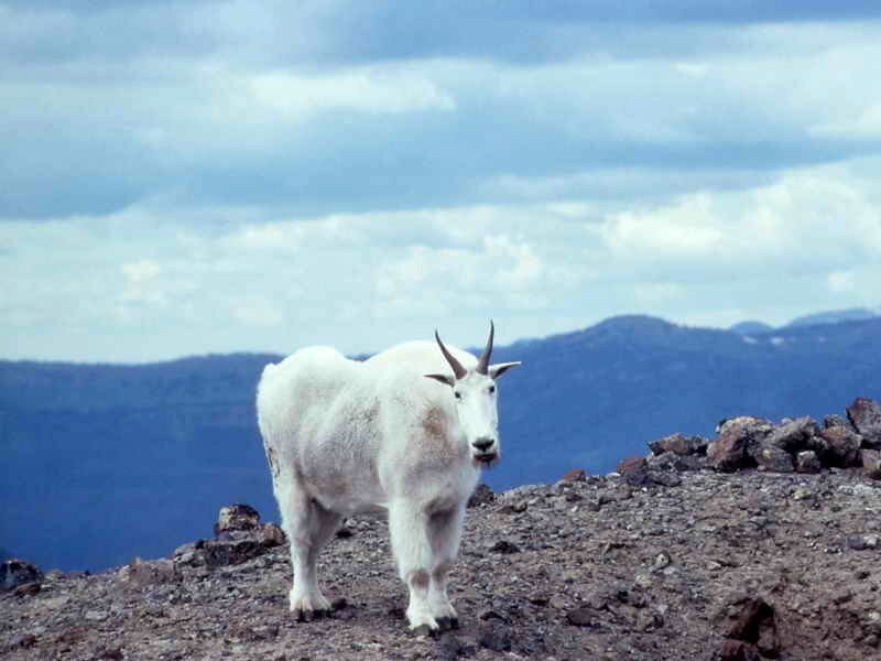 White Mountain Goat — Serene