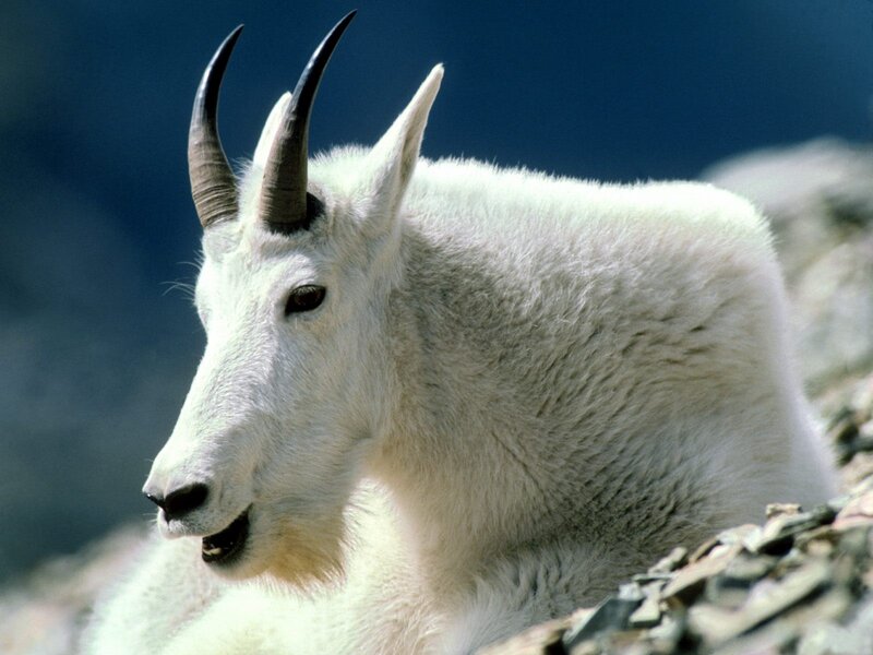 white mountain goat