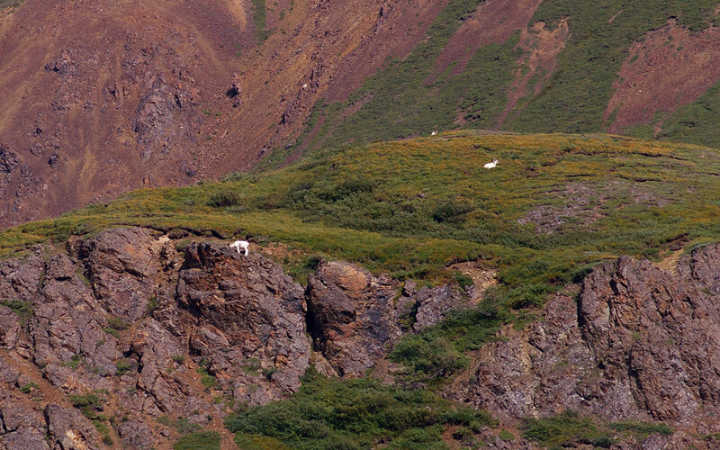 White Mountain Goats