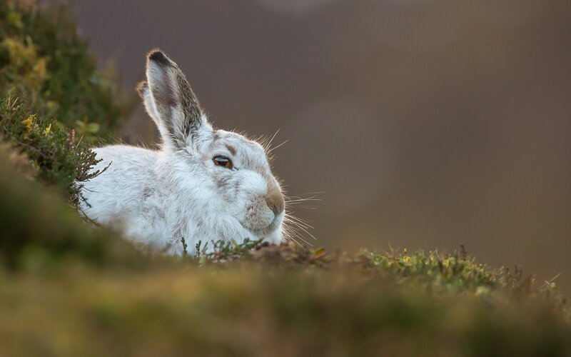 White Mountain Hare — Calm