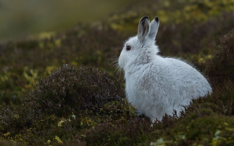 white mountain hare in heather