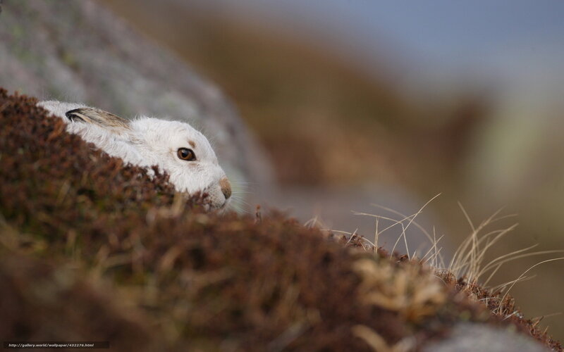 White Mountain Hare