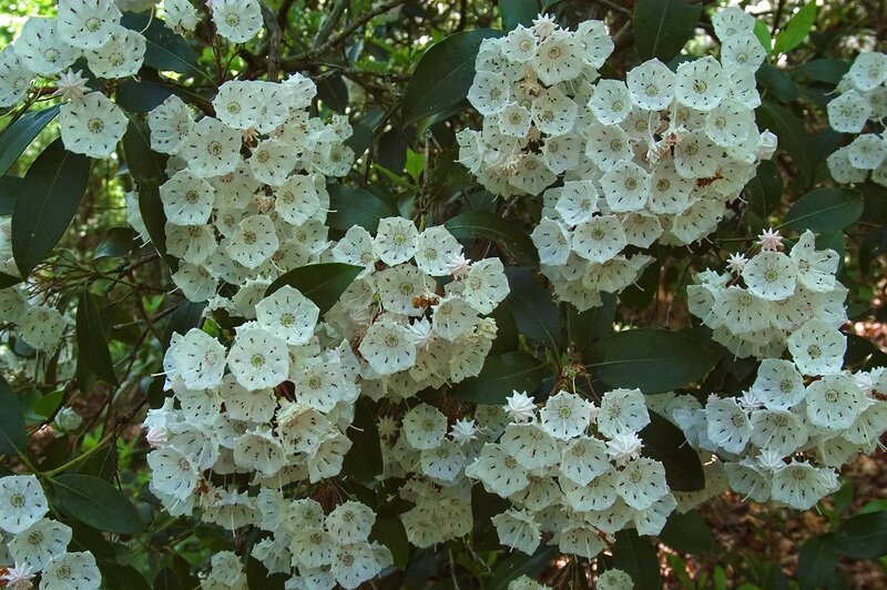 White Mountain Laurel Flowers