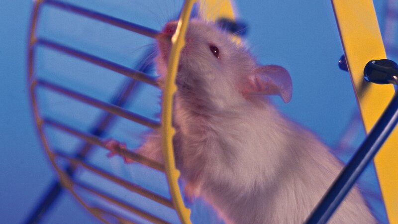 white mouse in a wheel