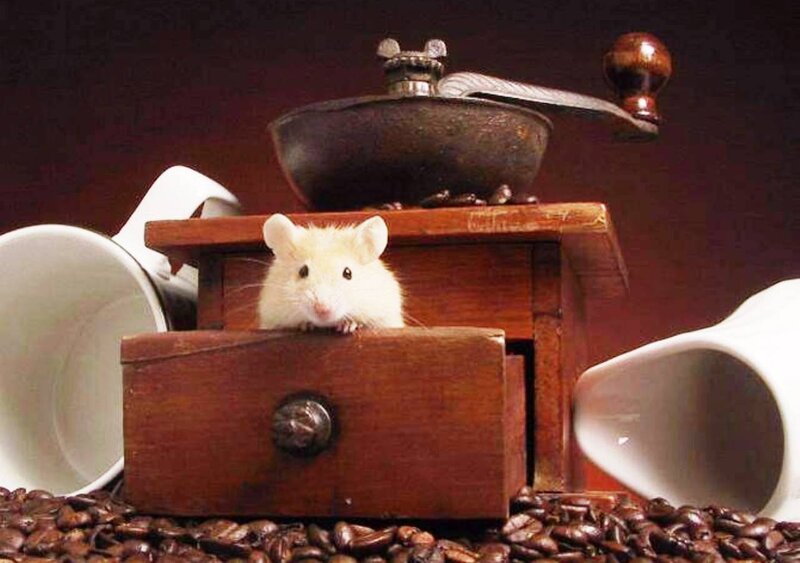White Mouse in Drawer