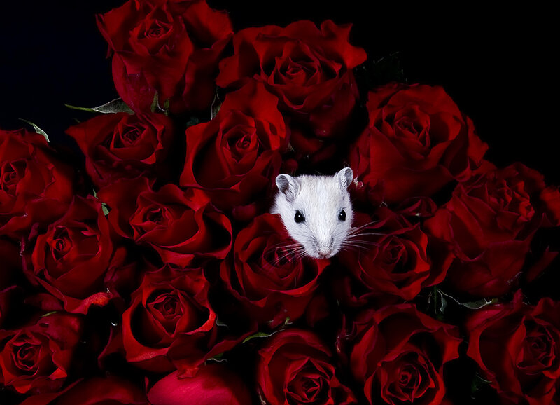 White Mouse in Roses