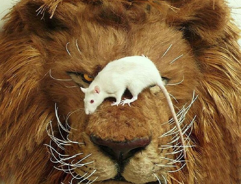 white mouse on lion's nose