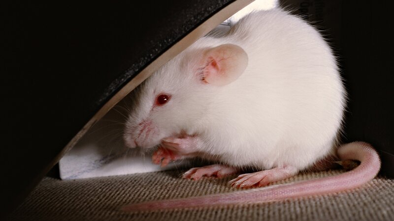 white mouse under object