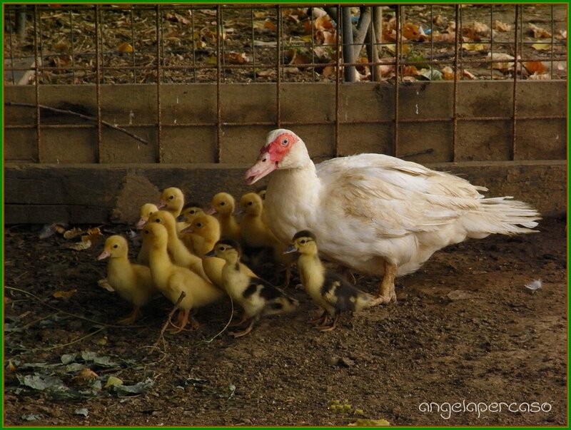 White Muscovy Duck with Ducklings