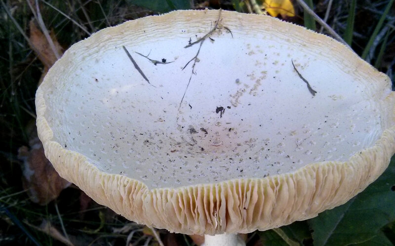 White Mushroom Cap — Natural, Autumn