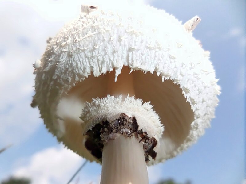 White Mushroom Cap — Natural