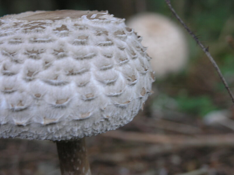 White Mushroom Cap