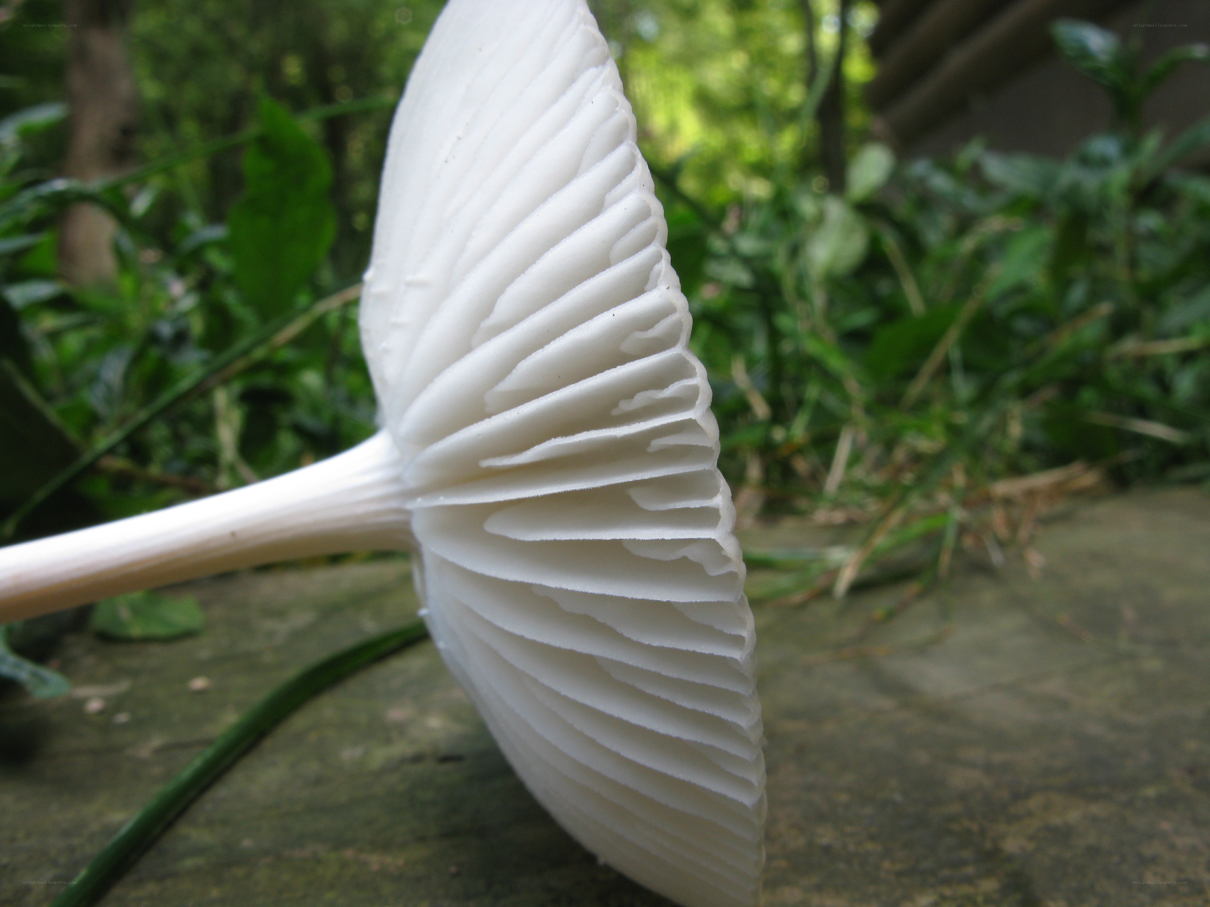 white mushroom gills close-up
