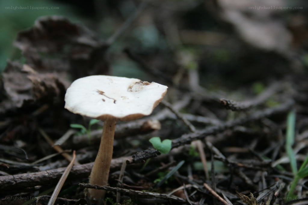 white mushroom in forest